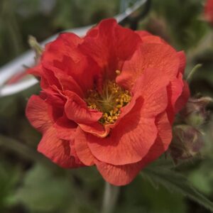 Geum 'Scarlet Tempest'