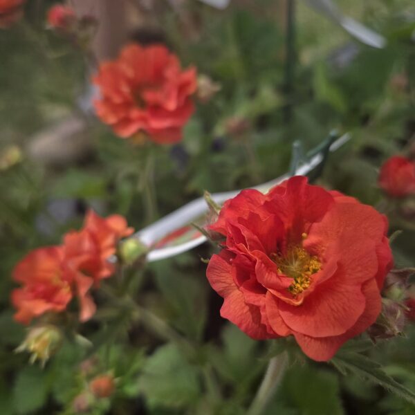 Geum 'Scarlet Tempest' - Image 3