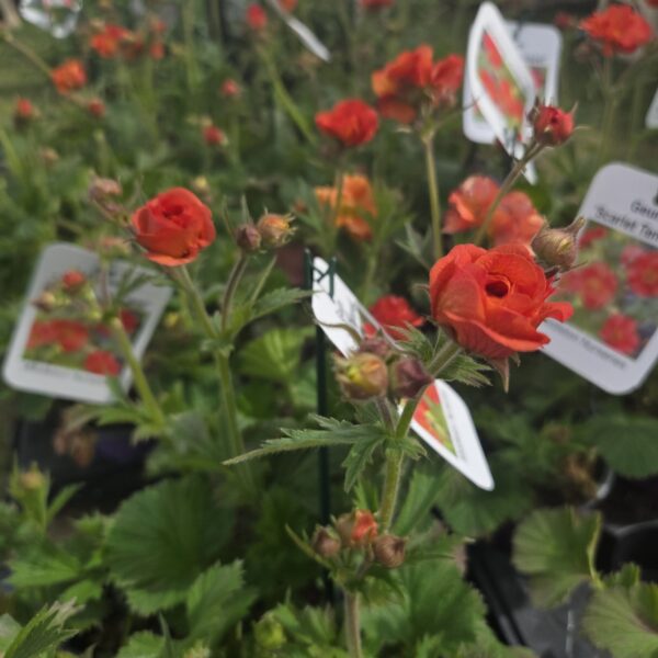 Geum 'Scarlet Tempest' - Image 4