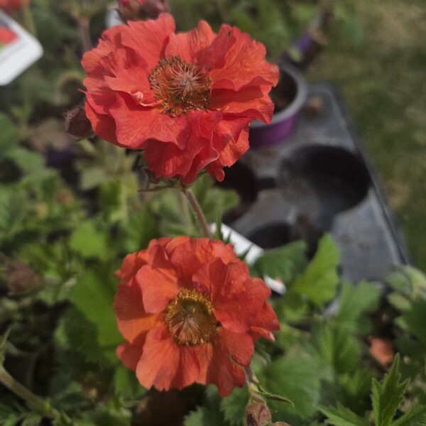 Geum 'Scarlet Tempest' - Image 2