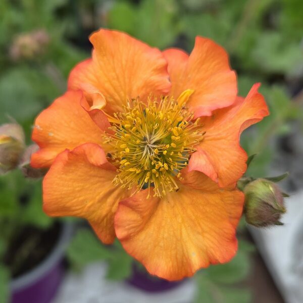 Geum 'Totally Tangerine' - Image 3