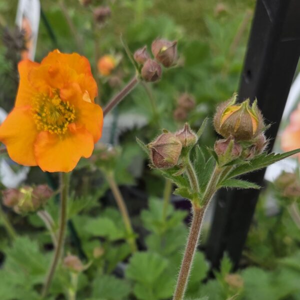Geum 'Totally Tangerine' - Image 4