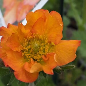 Geum 'Totally Tangerine'