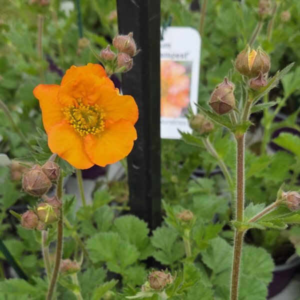 Geum 'Totally Tangerine' - Image 2