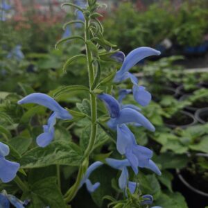 Salvia patens ‘Beyond Blue’