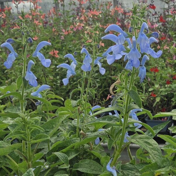 Salvia patens ‘Beyond Blue’