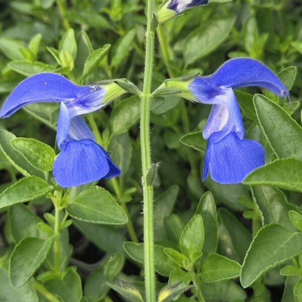 Salvia patens ‘Guanajuato’