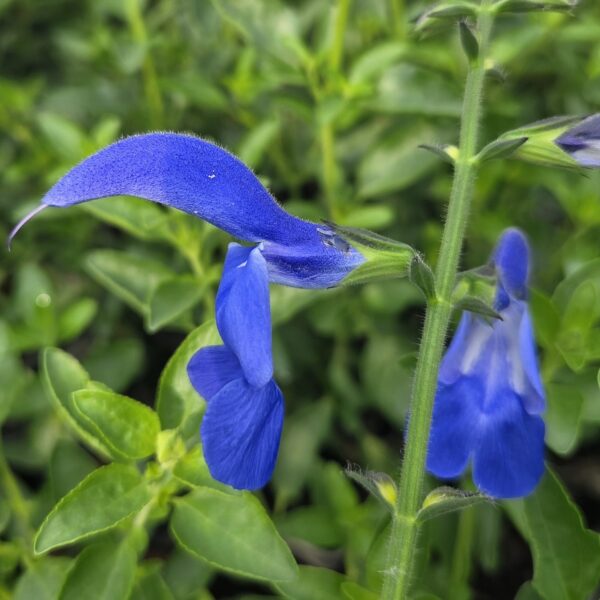 Salvia patens ‘Guanajuato’