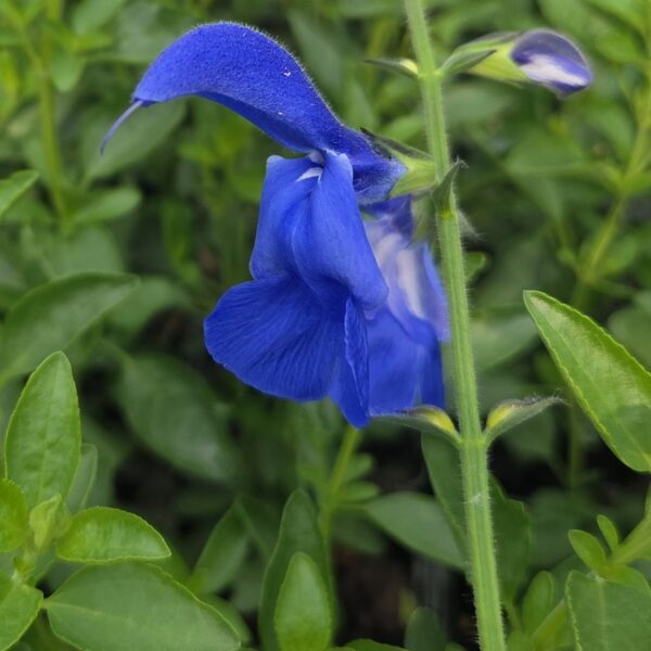 Salvia patens ‘Guanajuato’