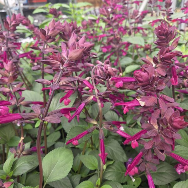 Salvia 'Love and Wishes'