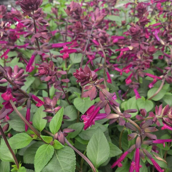 Salvia 'Love and Wishes'