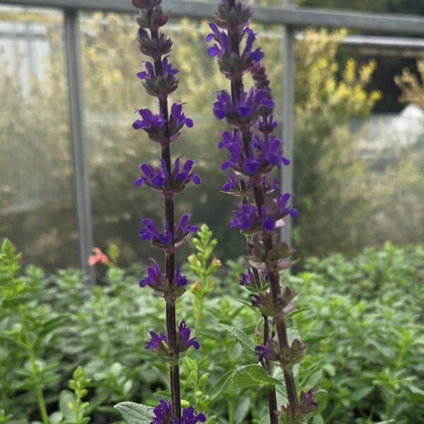Salvia nemerosa 'Caradonna'