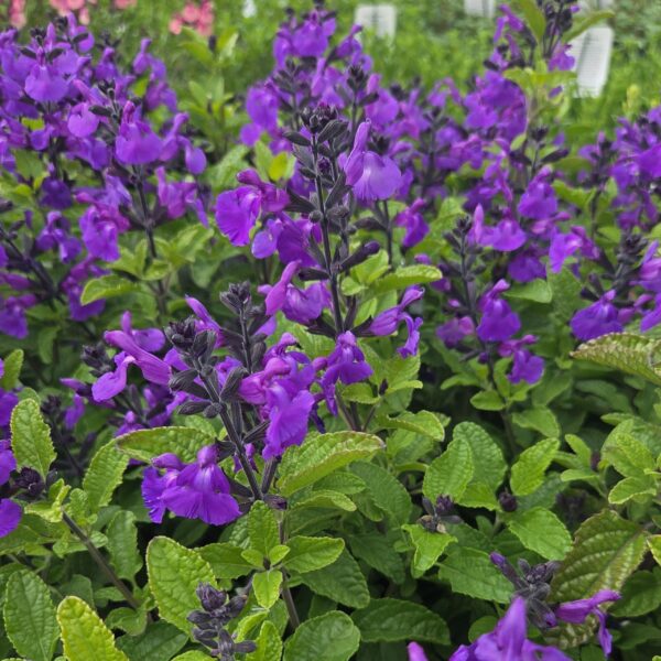 Salvia 'So Cool Purple'