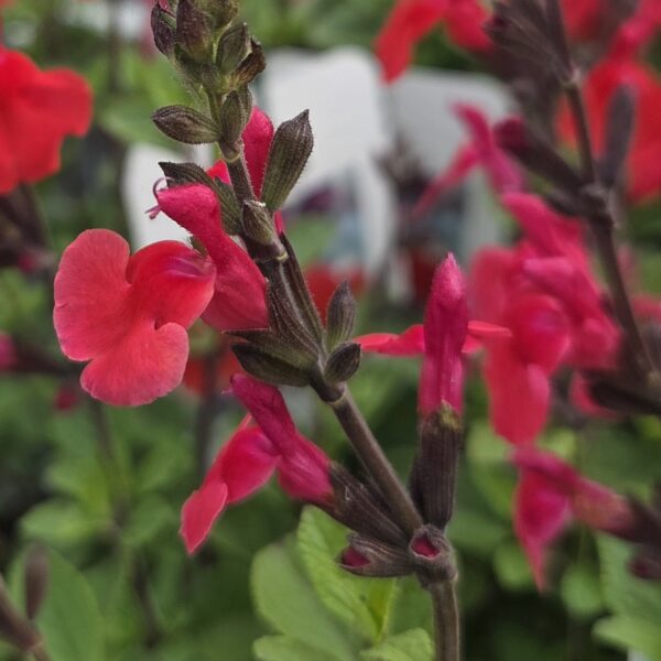 Salvia 'Jezebel'