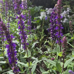 Salvia nemerosa 'Caradonna'