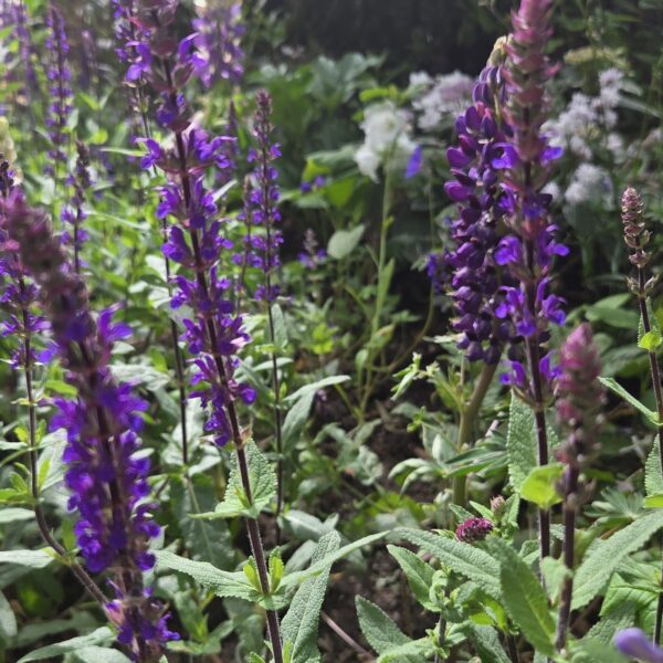 Salvia nemerosa 'Caradonna'