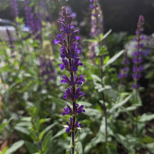 Salvia nemerosa 'Caradonna'