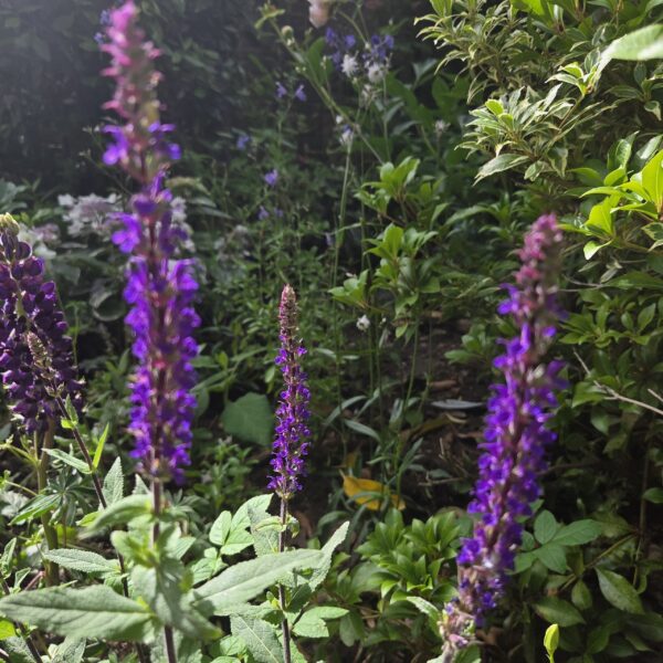 Salvia nemerosa 'Caradonna'
