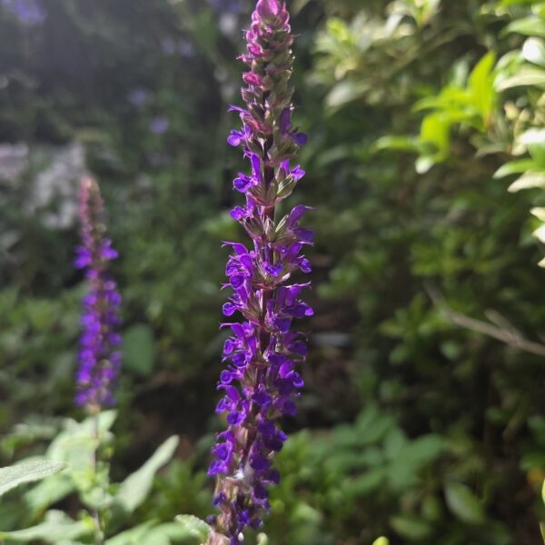 Salvia nemerosa 'Caradonna'