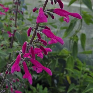 Salvia 'curviflora'