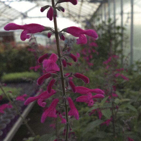 Salvia 'curviflora' - Image 3