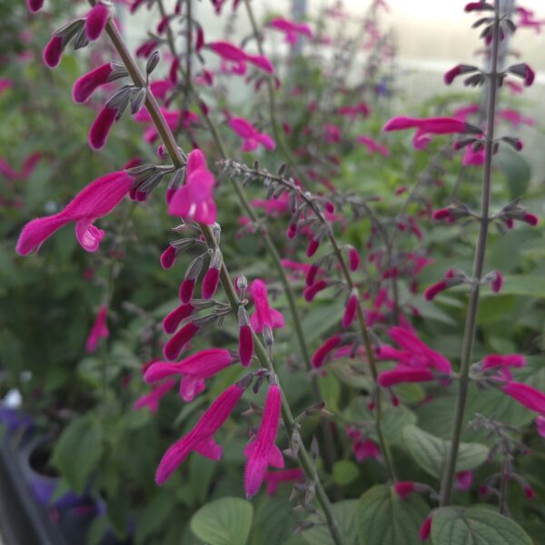 Salvia 'curviflora' - Image 5