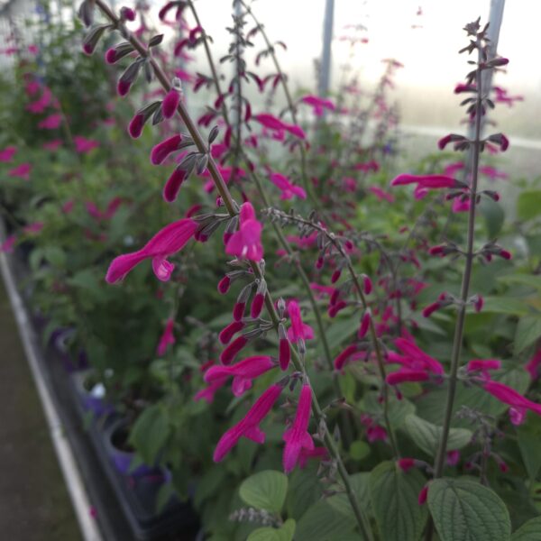 Salvia 'curviflora' - Image 6