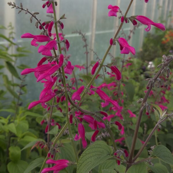 Salvia 'curviflora' - Image 2
