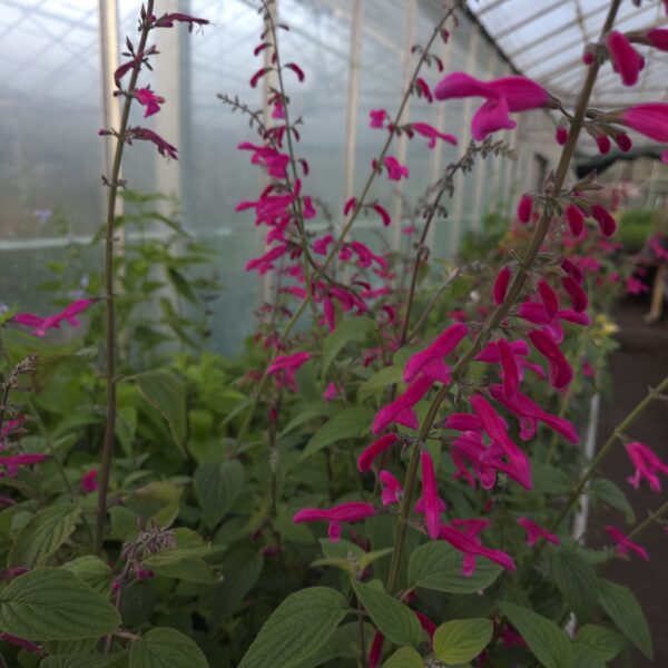 Salvia 'curviflora' - Image 7