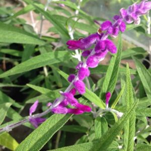 Salvia Leucantha Purple Velvet 3 1 compress