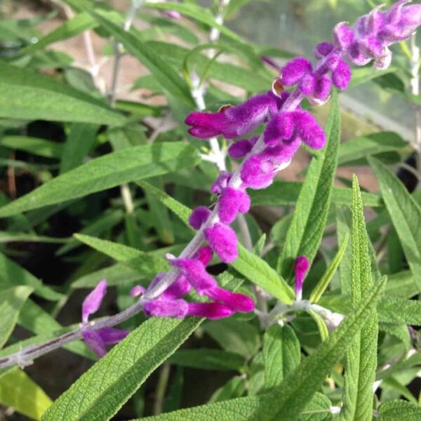 Salvia Leucantha Purple Velvet 3 1 compress