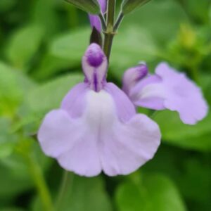Salvia Blue Merced 2 1 compress