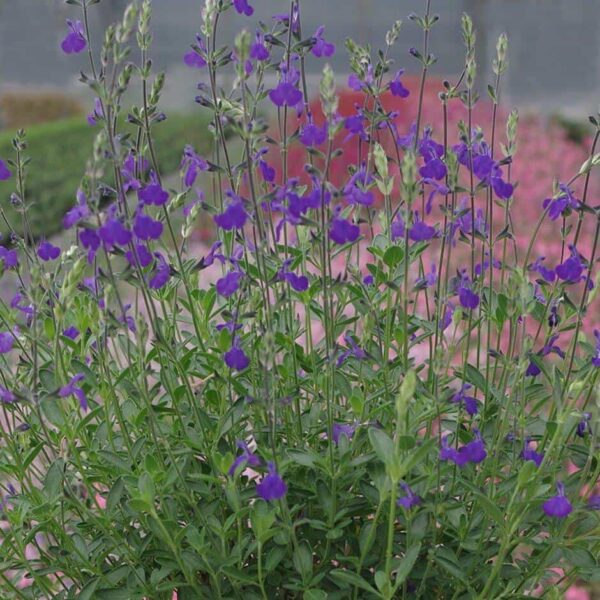 Salvia Blue Note 4 1 compress