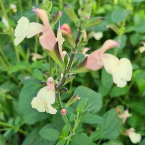 Salvia Eclipse Trelissick Creamy Yellow 2 1 compress