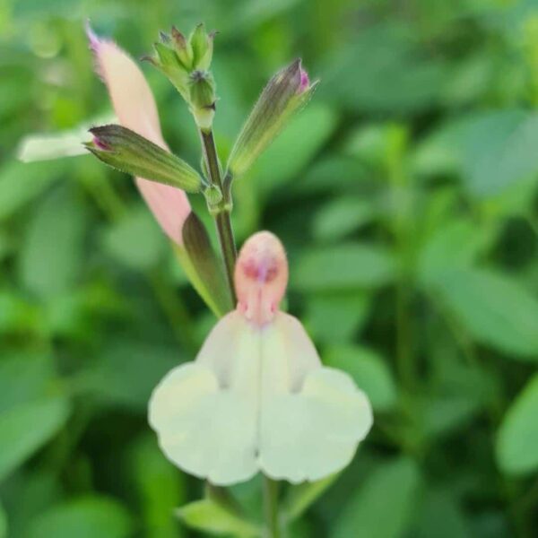 Salvia Eclipse Trelissick Creamy Yellow 3 1 compress
