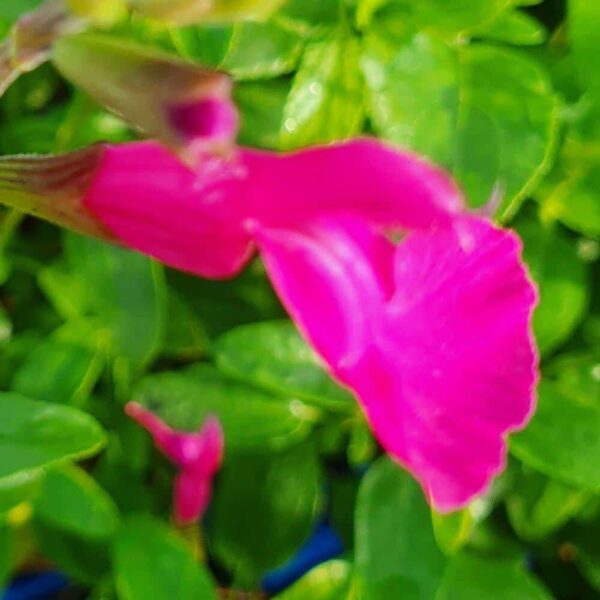 Salvia Eclipse Trewithen Cerise 1 1 compress