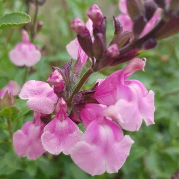 Salvia Krystle Pink 2 1 compress e1643116031329