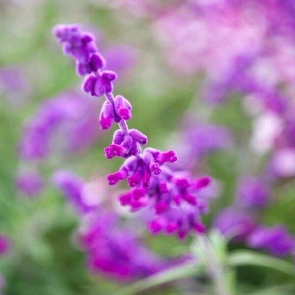 Salvia Leucantha Purple Velvet 1 1 compress e1643815762611