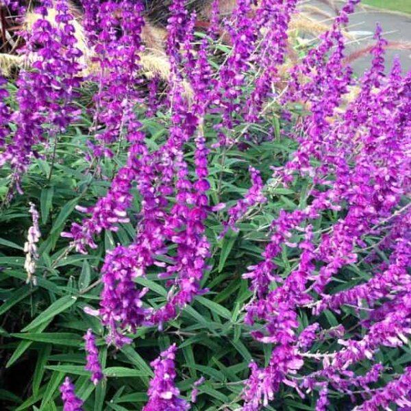 Salvia Leucantha Purple Velvet 4 1 e1643815873206