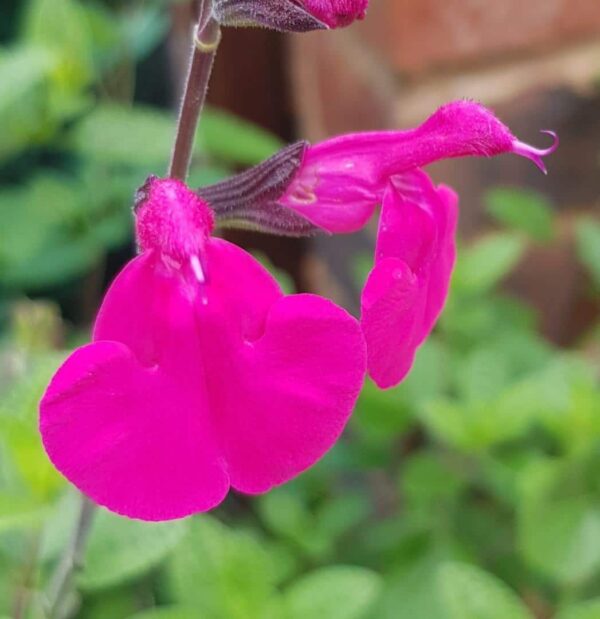 Salvia Neon 1 1 compress