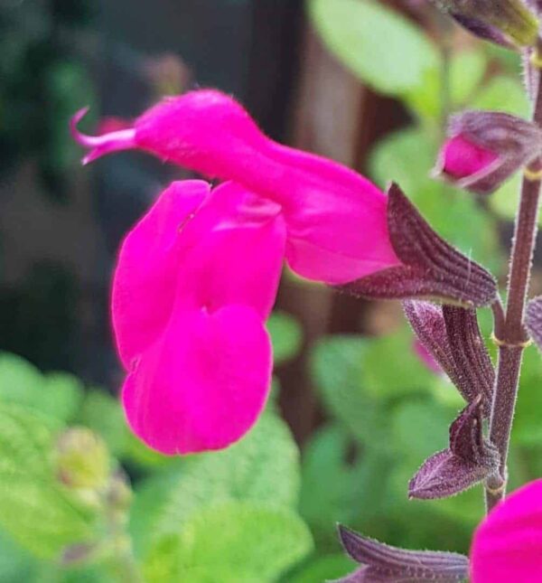 Salvia Neon 3 1 compress