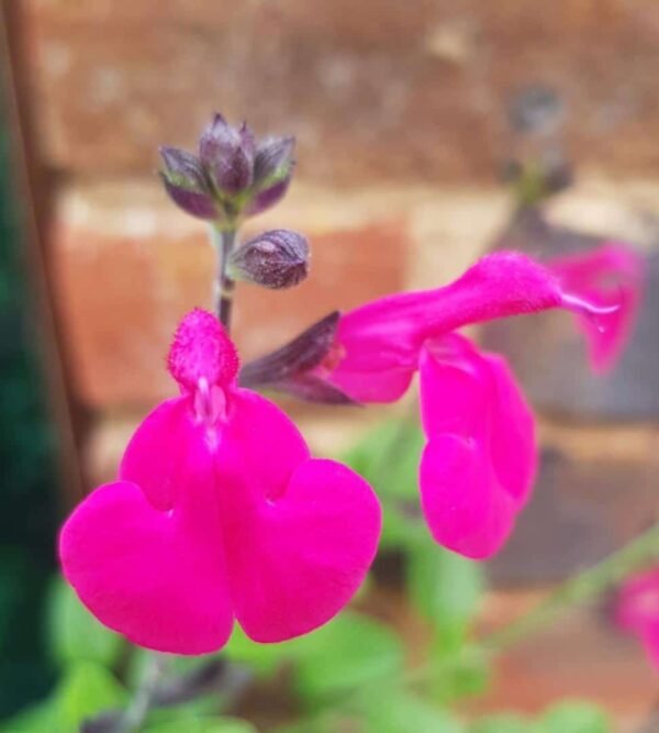 Salvia Neon 4 1 compress