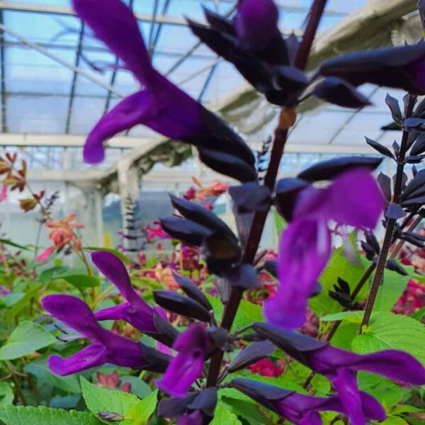 Salvia Rockin Deep Purple 2 1 compress