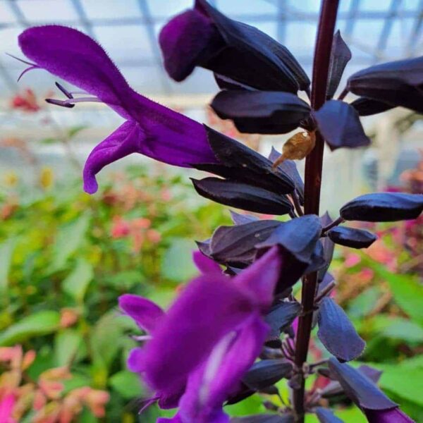Salvia Rockin Deep Purple 3 1 compress