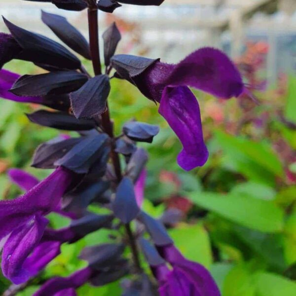 Salvia Rockin Deep Purple 5 1 compress