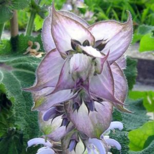 Salvia Sclarea 2 1 compress