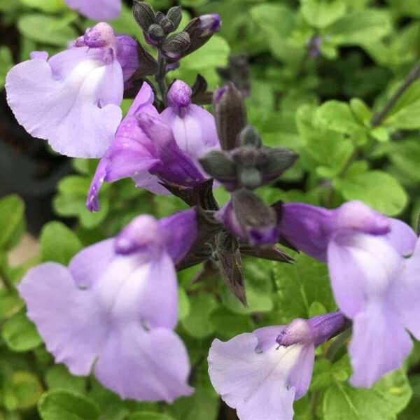 Salvia So Cool Pale Blue 2 1 compress