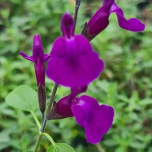 Salvia Vibe Ignition Purple 4 compress