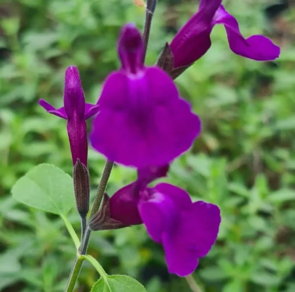 Salvia Vibe Ignition Purple 4 compress