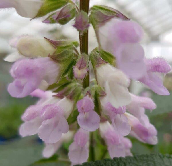 Salvia Waverly 2 1 compress